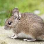 Household Pests