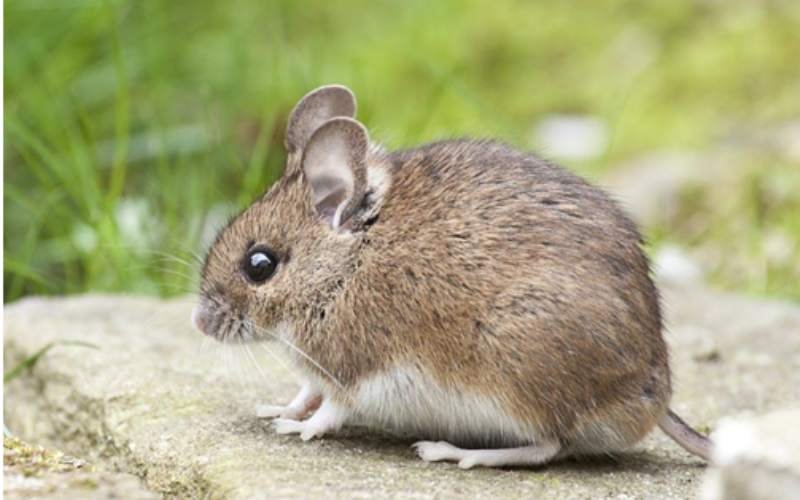 Household Pests